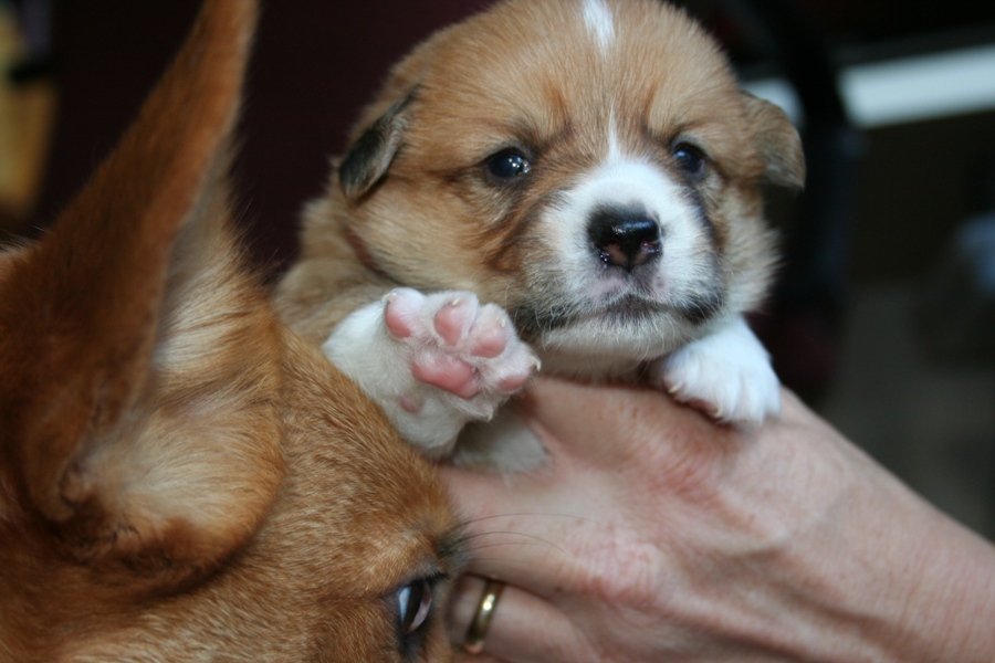 Puppies